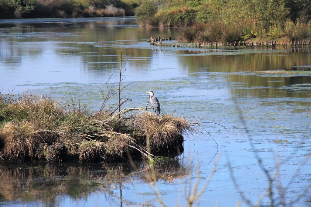 heron-marais-fouesnant-mylittleroad