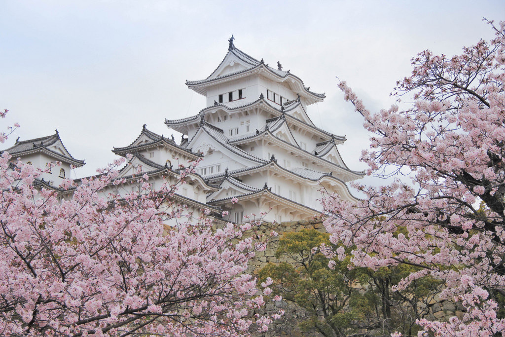 himeji-chateau-sakura-japon-mylittleroad