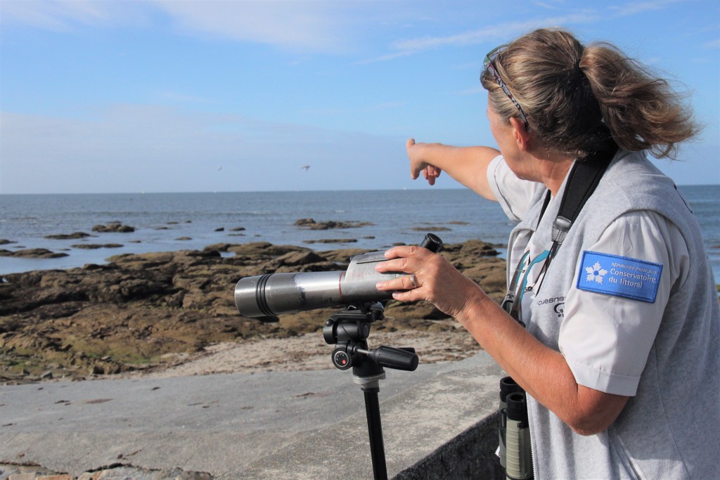 observation-oiseaux-mousterlin-fouesnant-mylittleroad