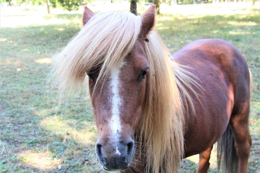 poney-maison-marais-fouesnant-mylittleroad