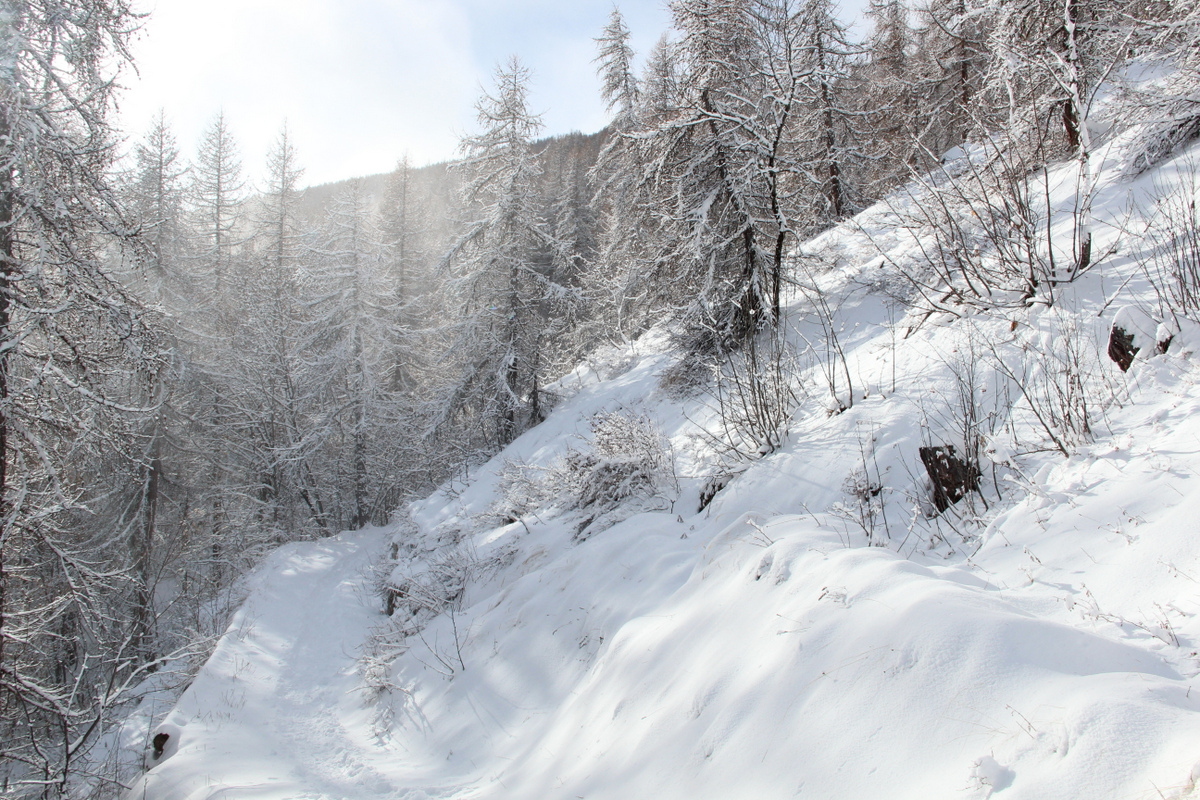 paysage-sapin-blanc-rauquettes-mylittleroad