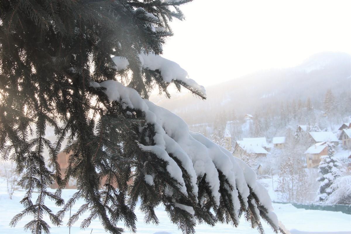 sapin-lumiere-puy-saint-vincent-pays-ecrins-mylittleroad