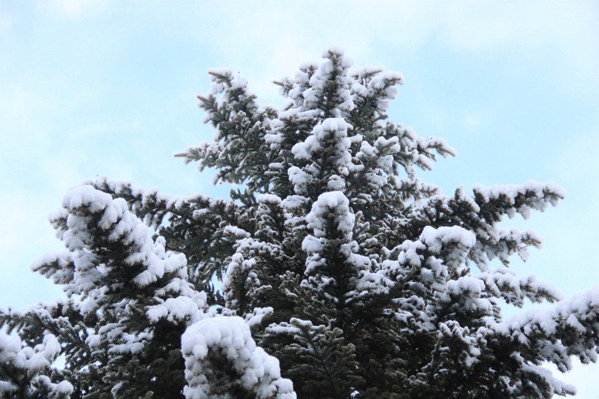 sapin-neige-pays-ecrins-mylittleroad