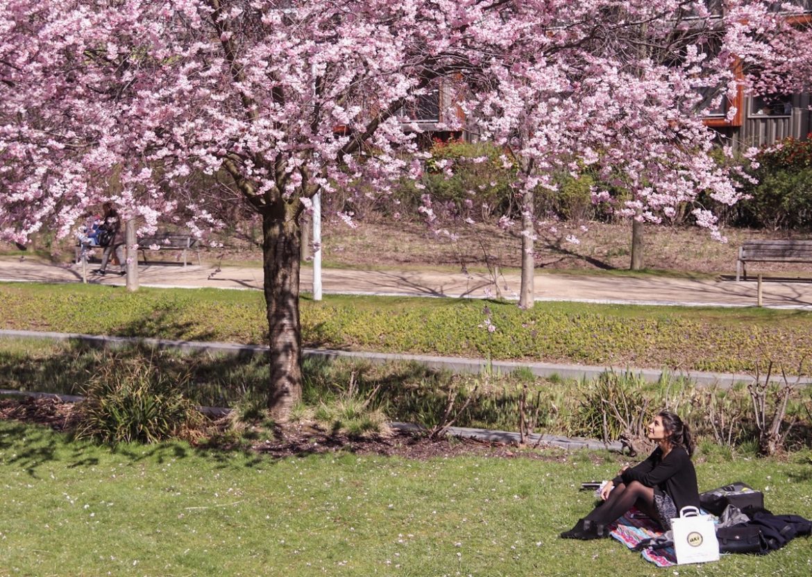 piqueniqueparcmartinlutherkingcerisiersfleurssakuraparismylittleroad My Little Road